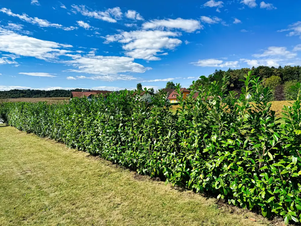 Gartenpflege Fam. St.